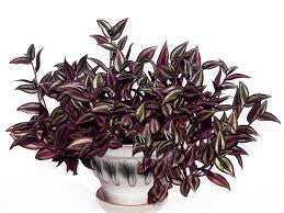 Wandering Jew - Tradescantia Zebrina Red