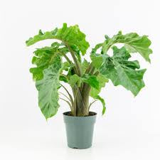 Alocasia Low Rider
