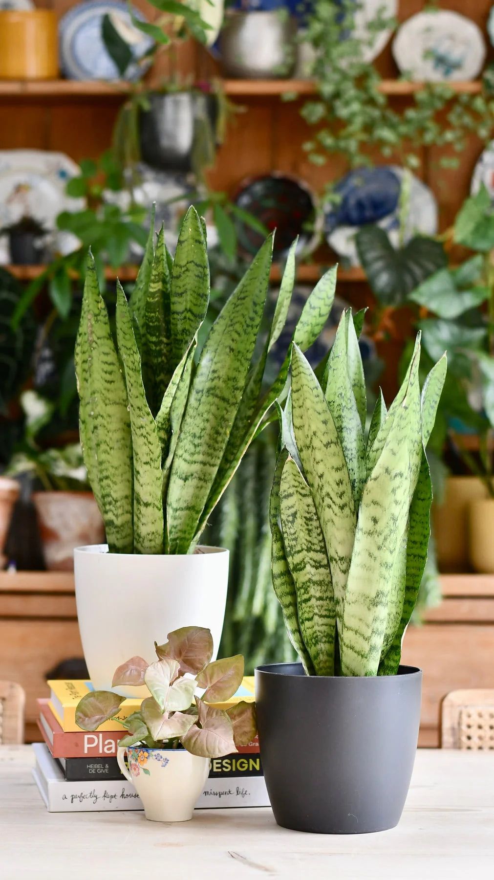 Sansevieria Laurentii