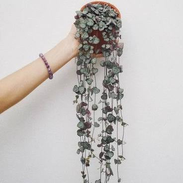 String of Hearts