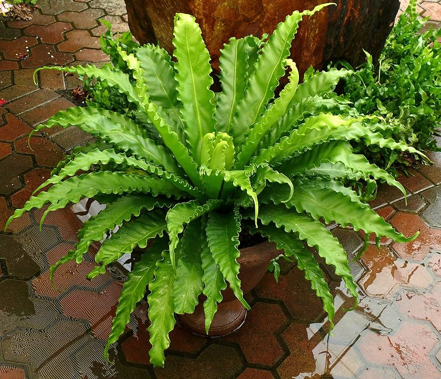 Birdsnest Fern Victoria Plant