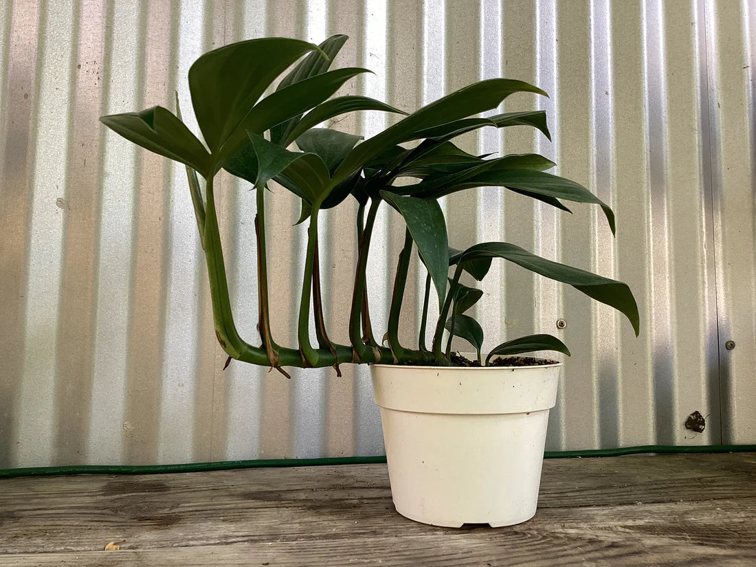 Dragon Tail Rhaphidophora Plant