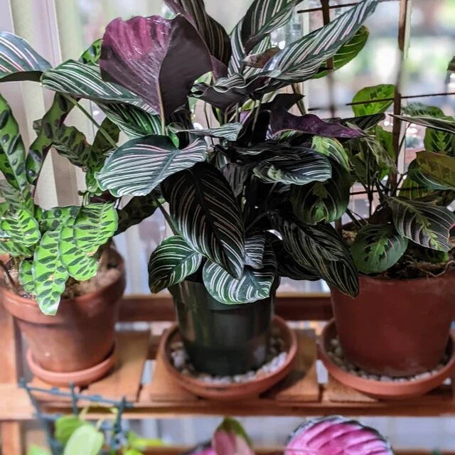Calathea Ornata