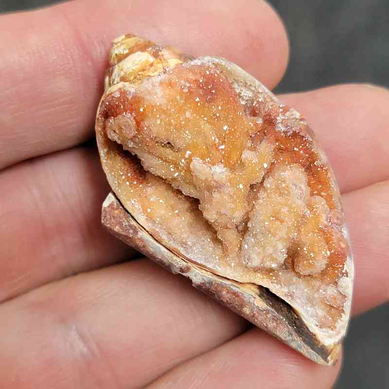 Fossilized Druzy Shells