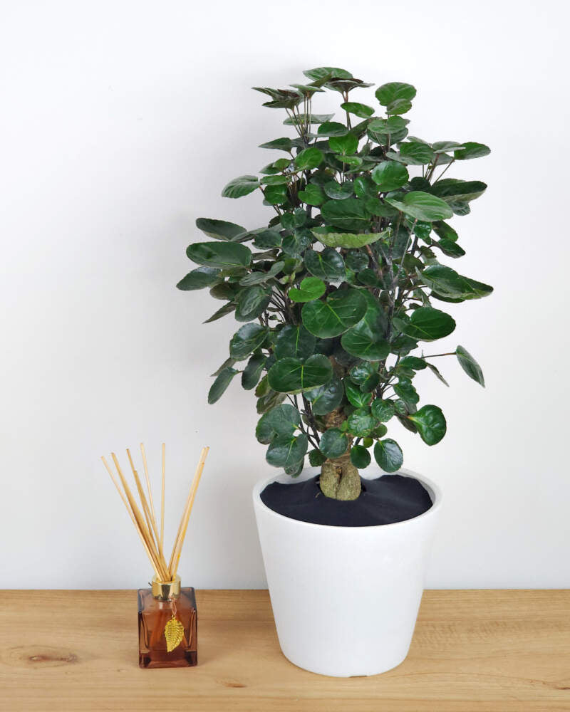 Aralia Fabian Stump