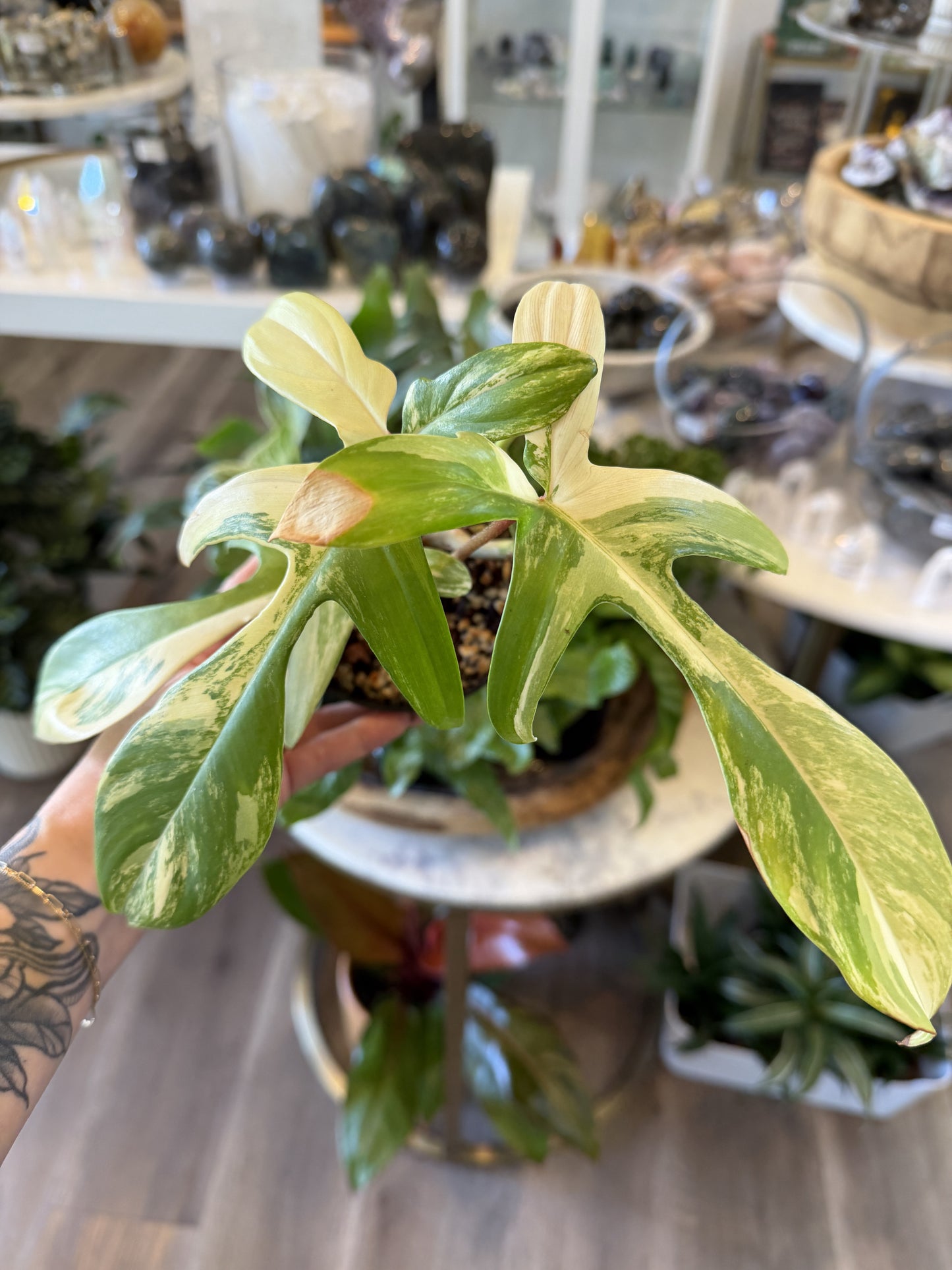 Philodendron Domesticum Variegated 4"