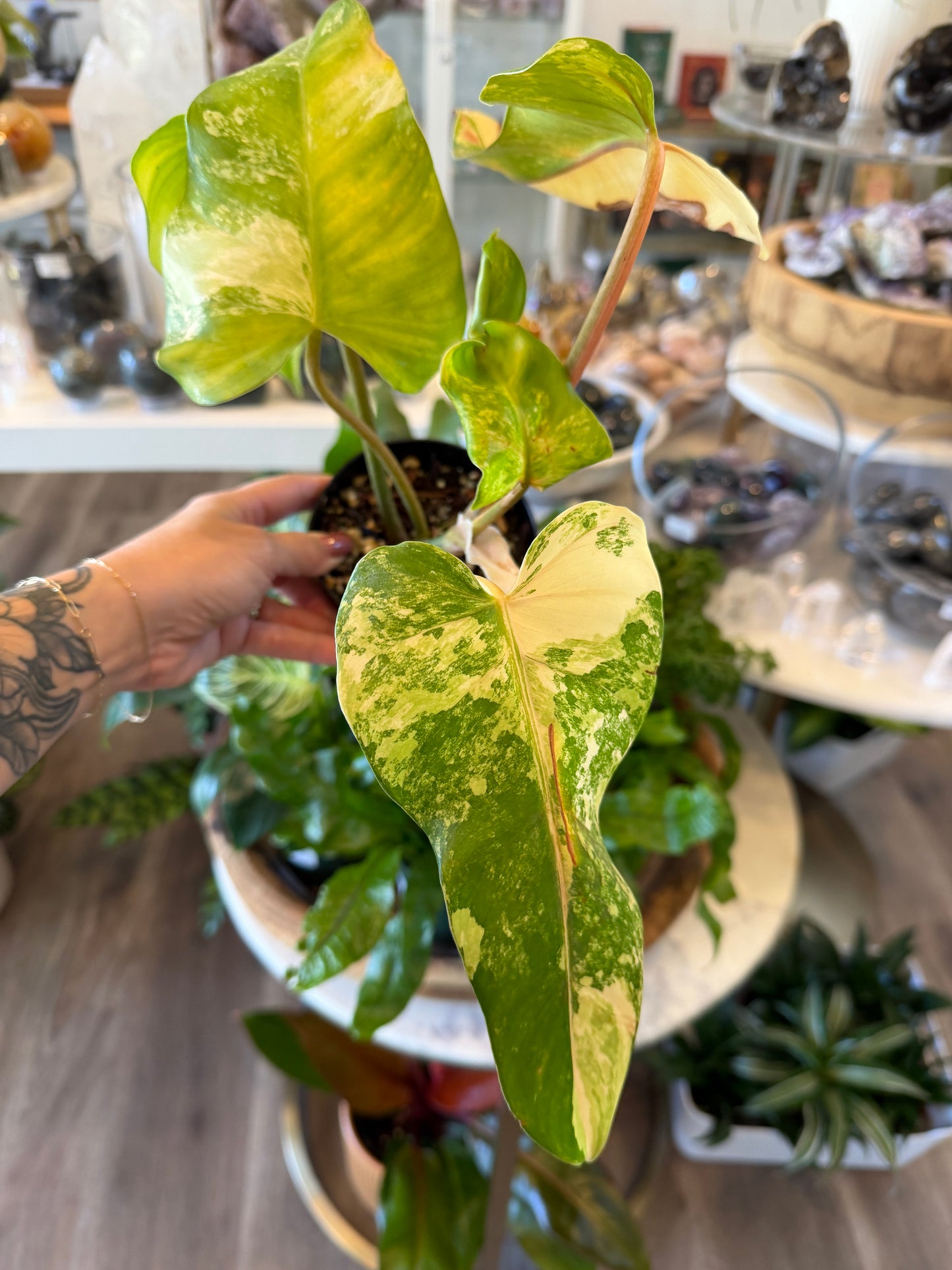 Philodendron Domesticum Variegated Plant