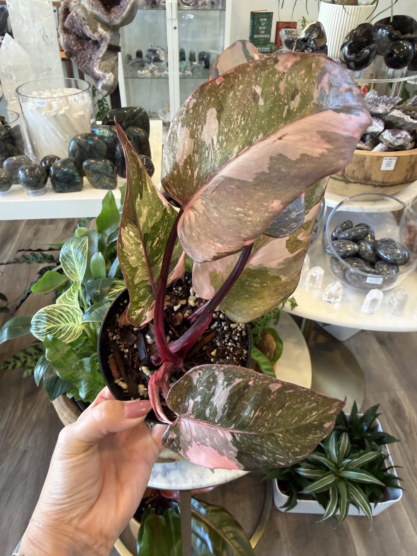 Philodendron Pink Princess Galaxy