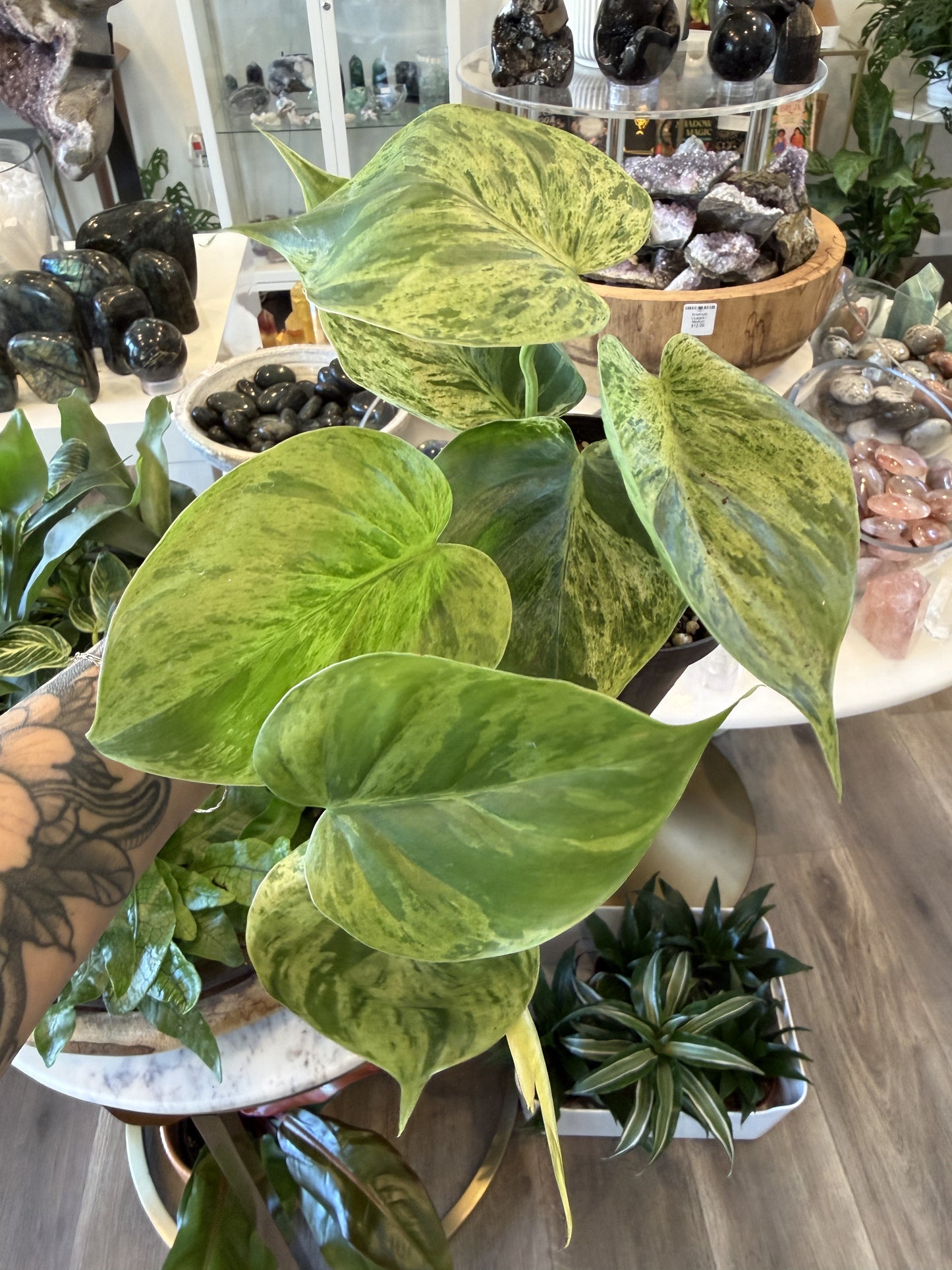 Philodendron Haderacium Variegated
