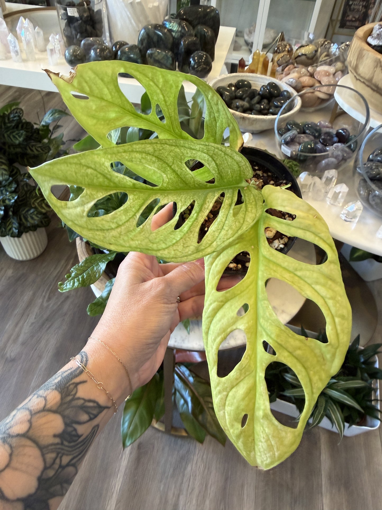 Monstera Adansonii Mint 4"