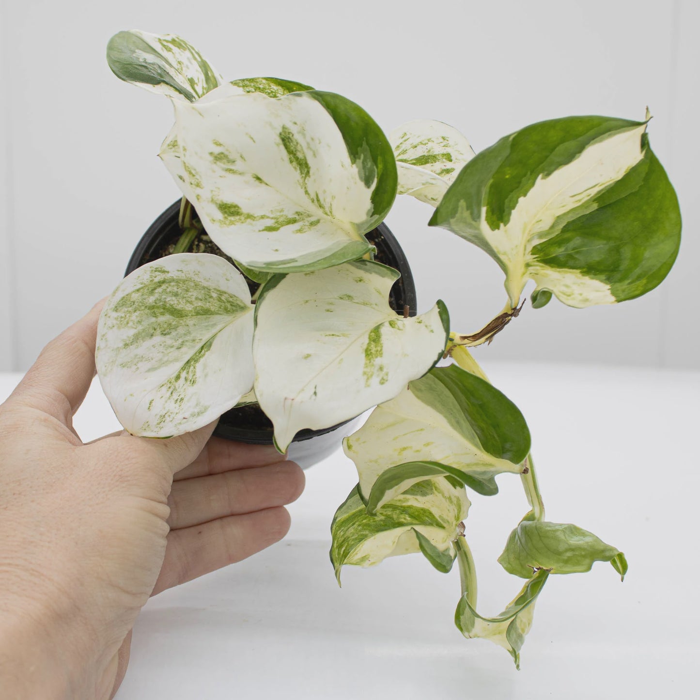 Pothos Manjula Plant