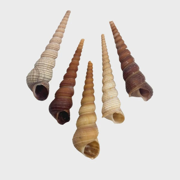 Screw Turetella Shell