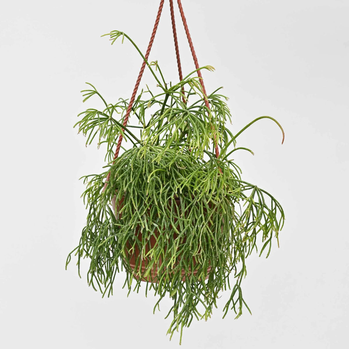 Rhipsalis Plant