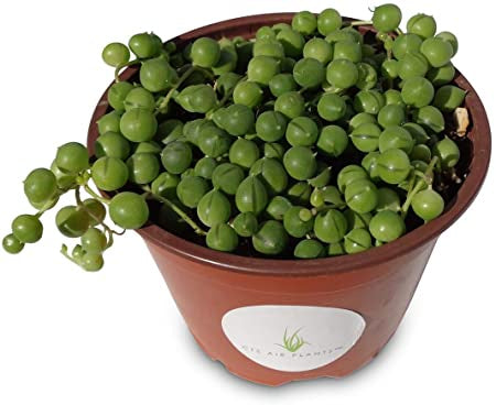 String of Pearls Plant