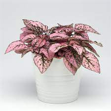 Polka Dot Plant - Hypoestes Splash