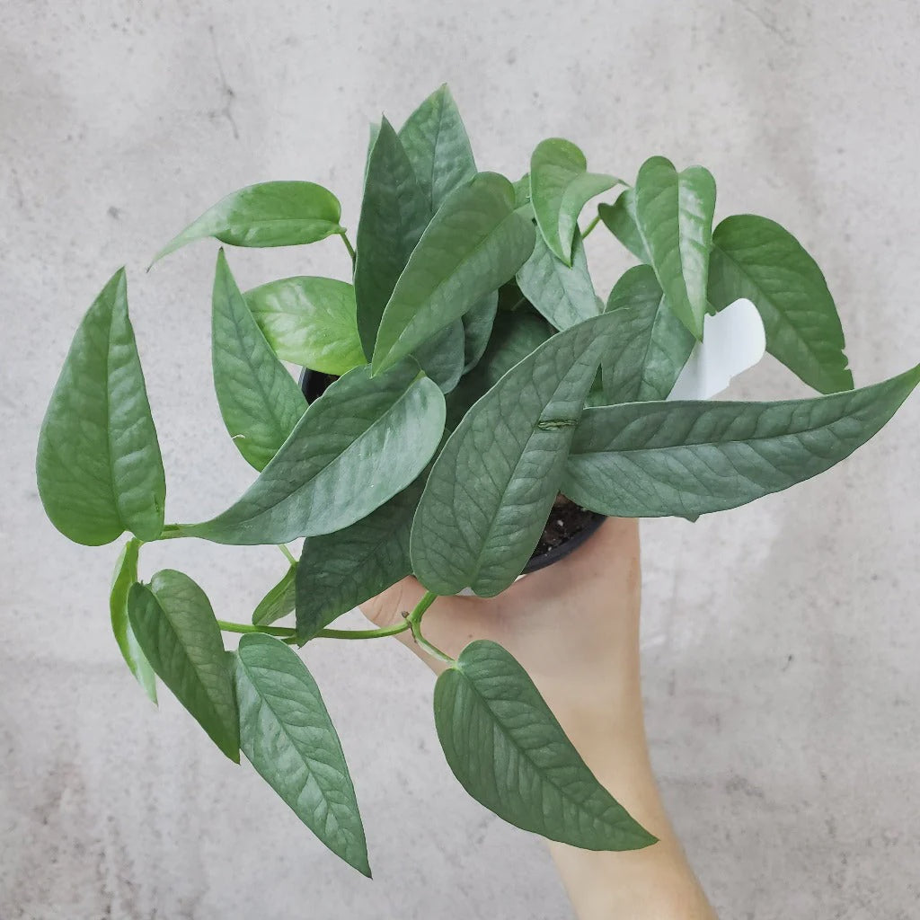Pothos Cebu Blue