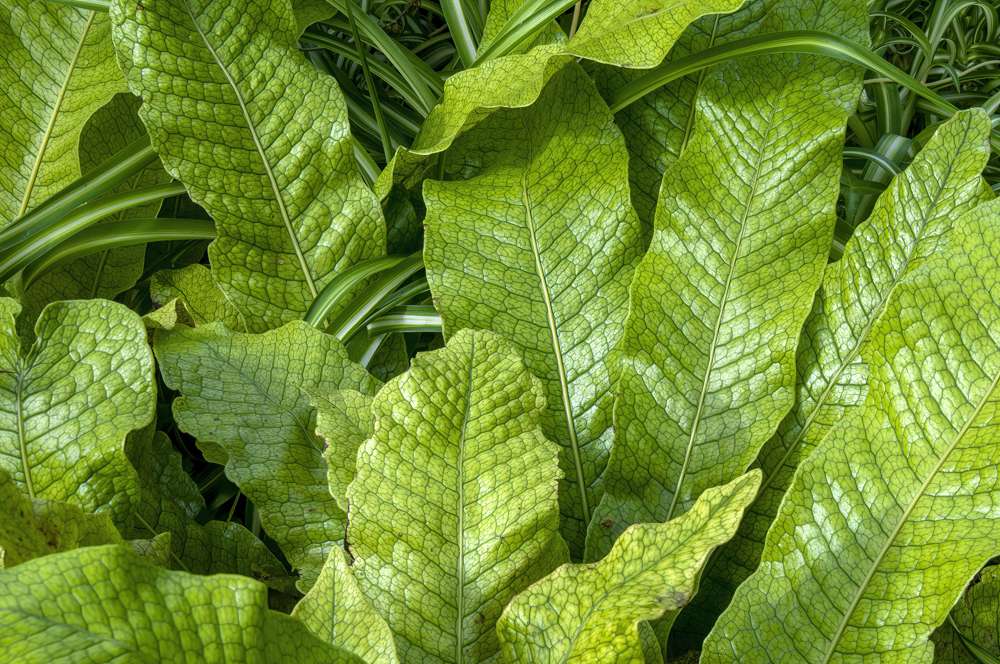Crocodile Fern Plant