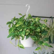 Pothos Premium Assorted