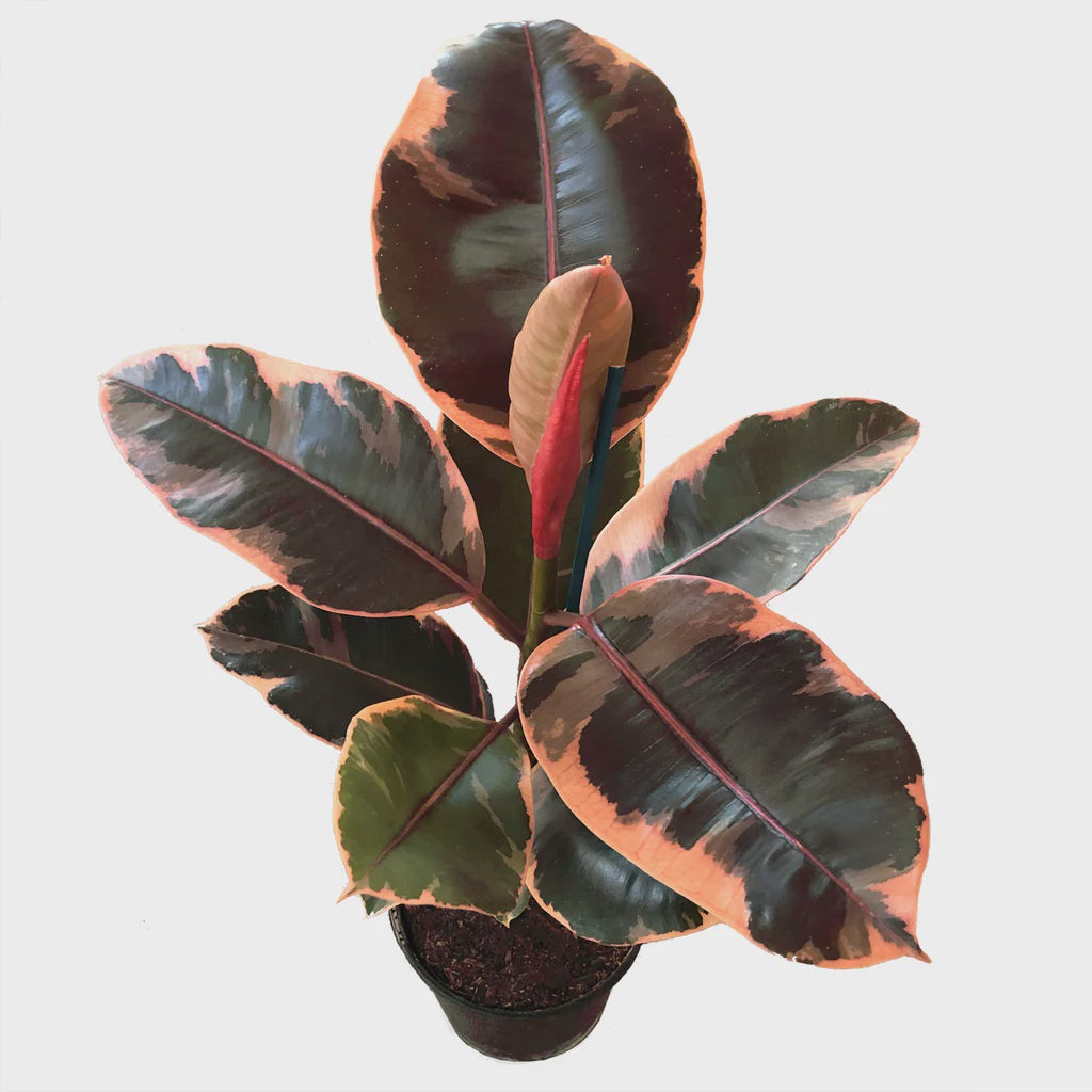 Ficus Decora Ruby