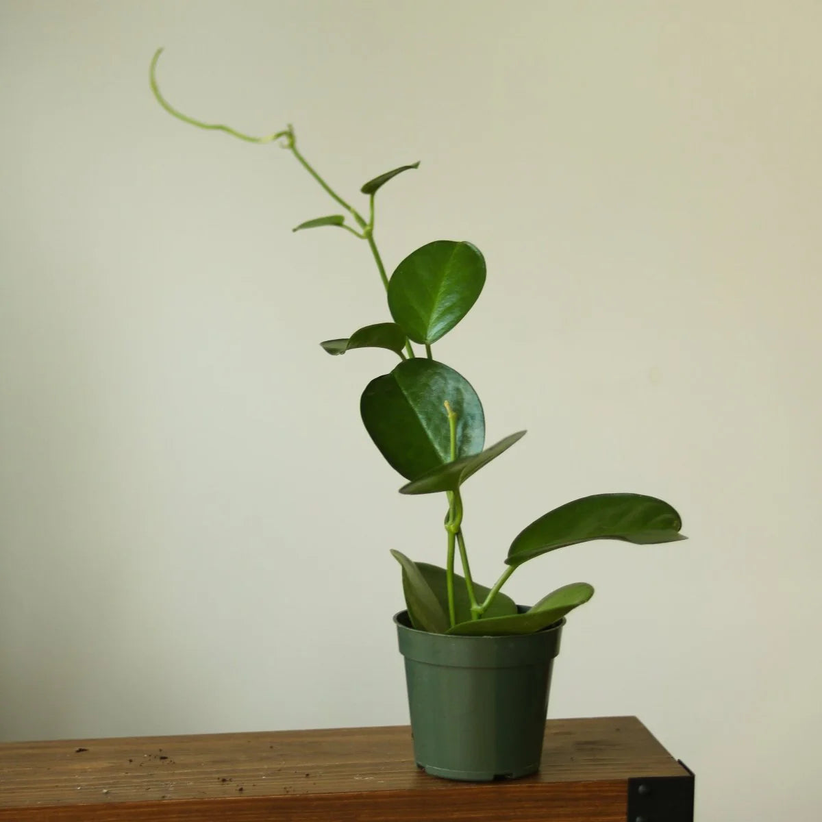 Hoya Australis Plant
