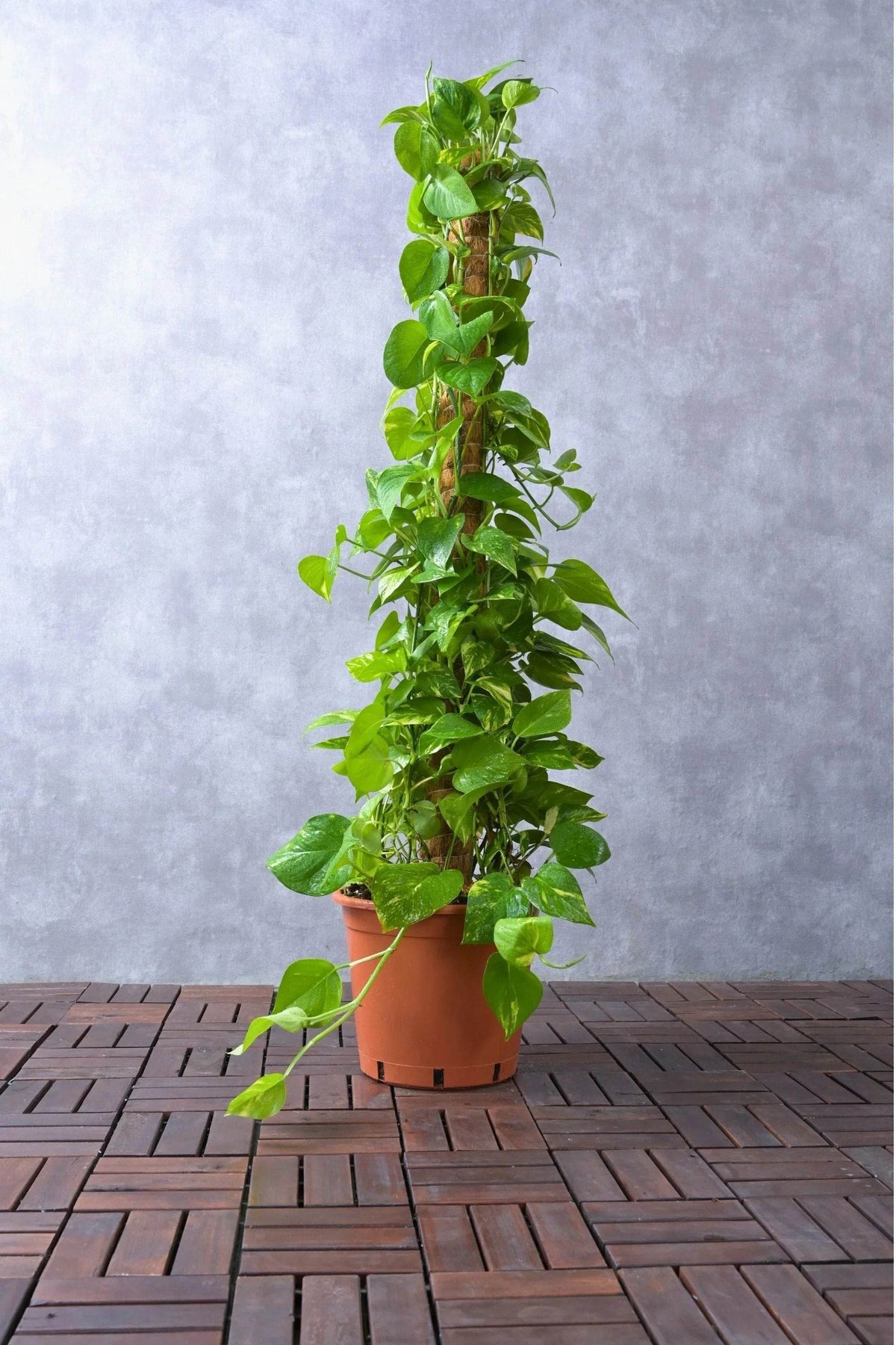 Epiprenum Aurea Plant
