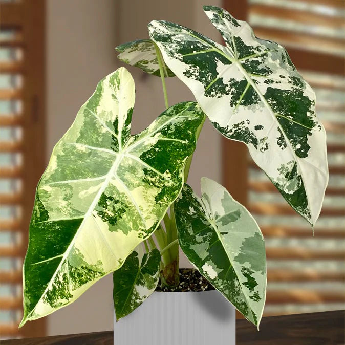 Alocasia Frydek Variegated