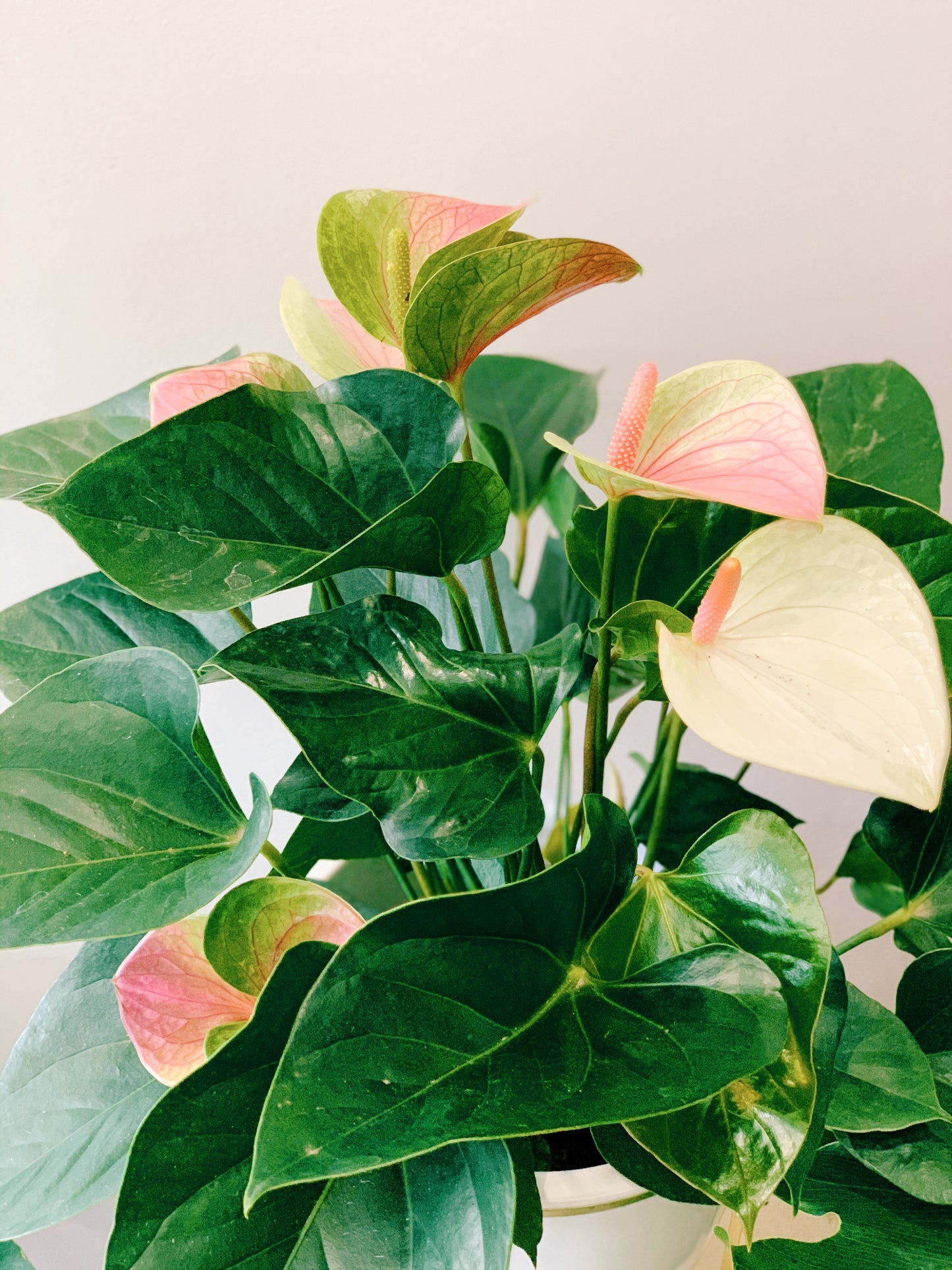 Anthurium