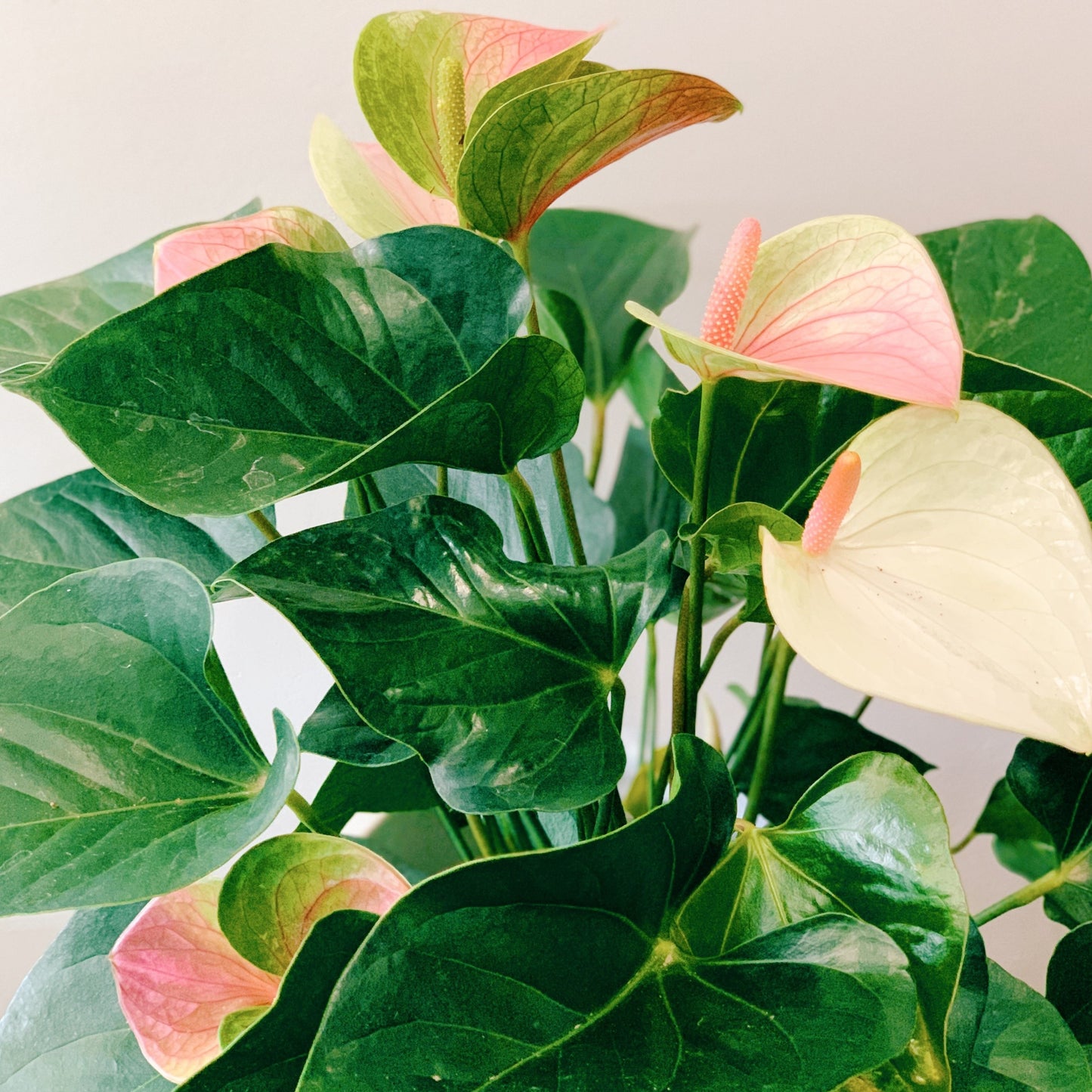 Anthurium