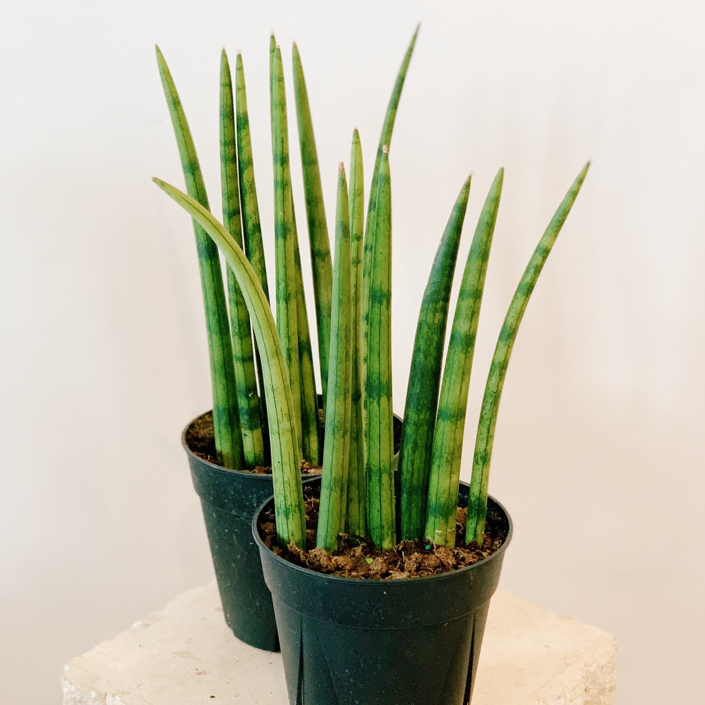 Sansevieria Cylindrica