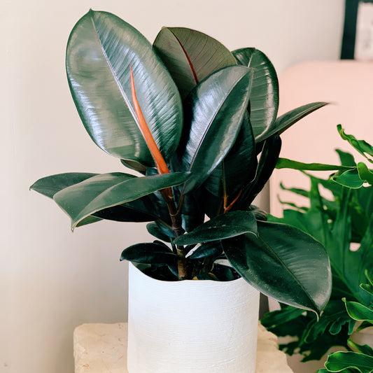 Ficus Decora, Rubber Plant