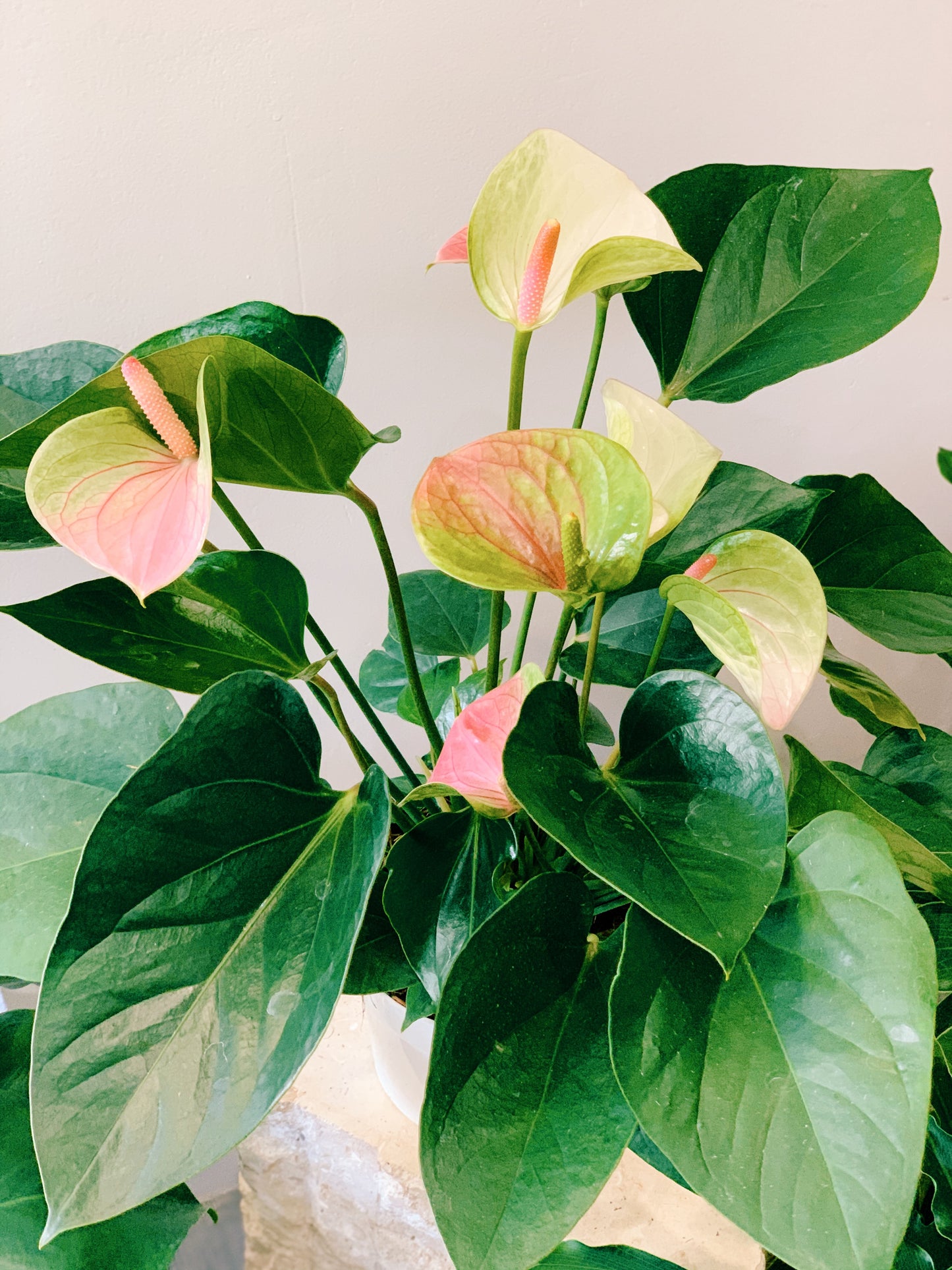 Anthurium