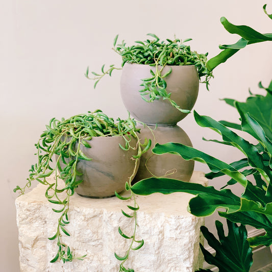 String of Bananas