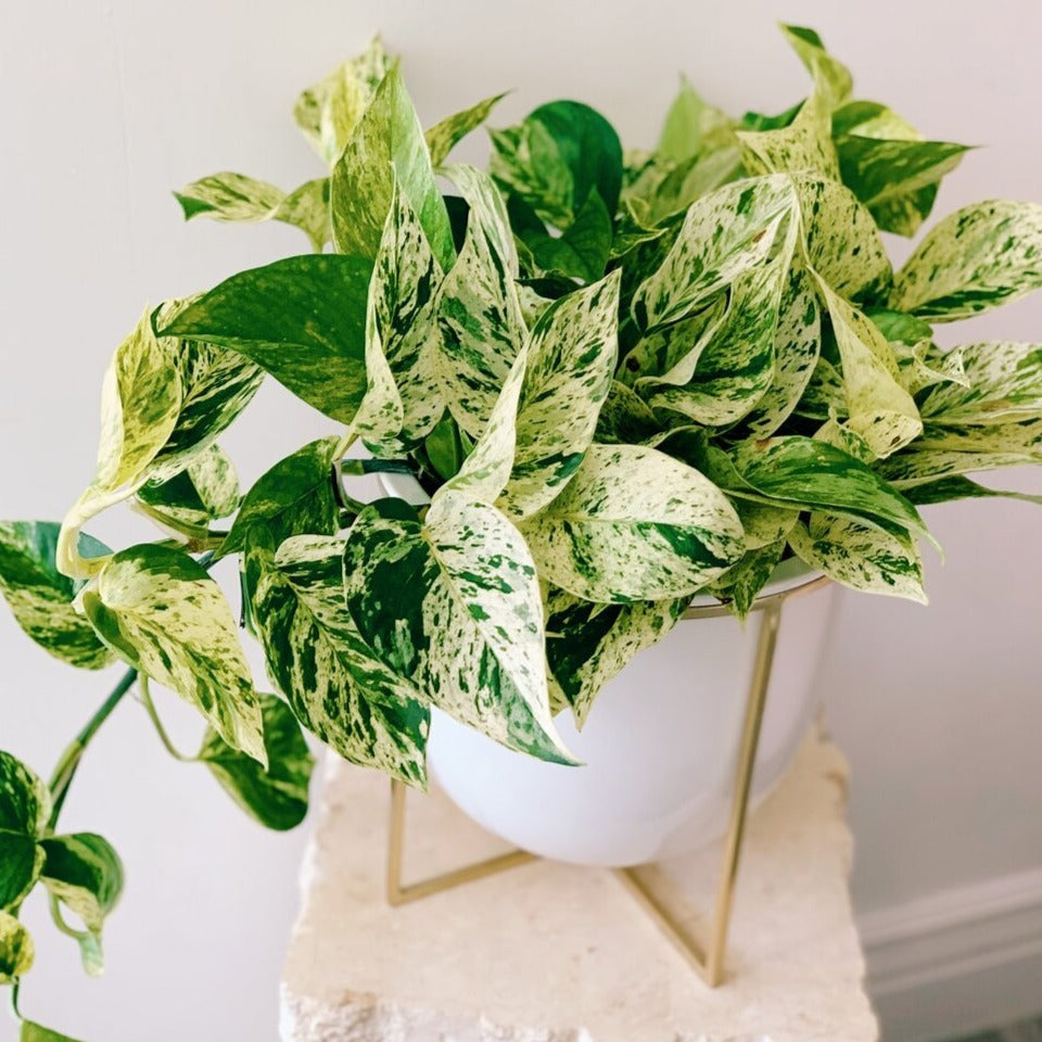 marble queen pothos plants Marble Queen Pothos Plant – Spellcraft