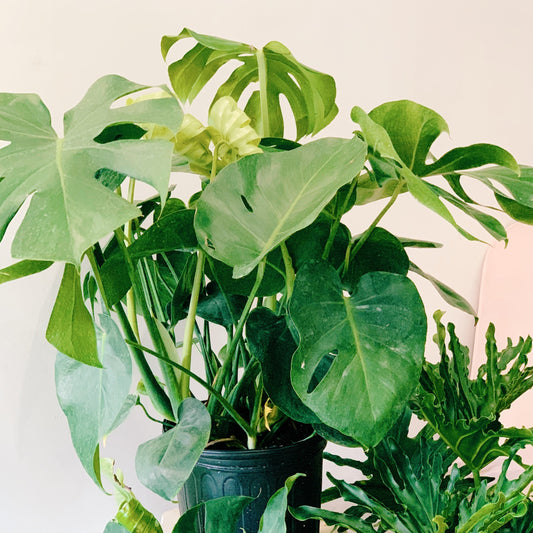 Monstera Deliciosa