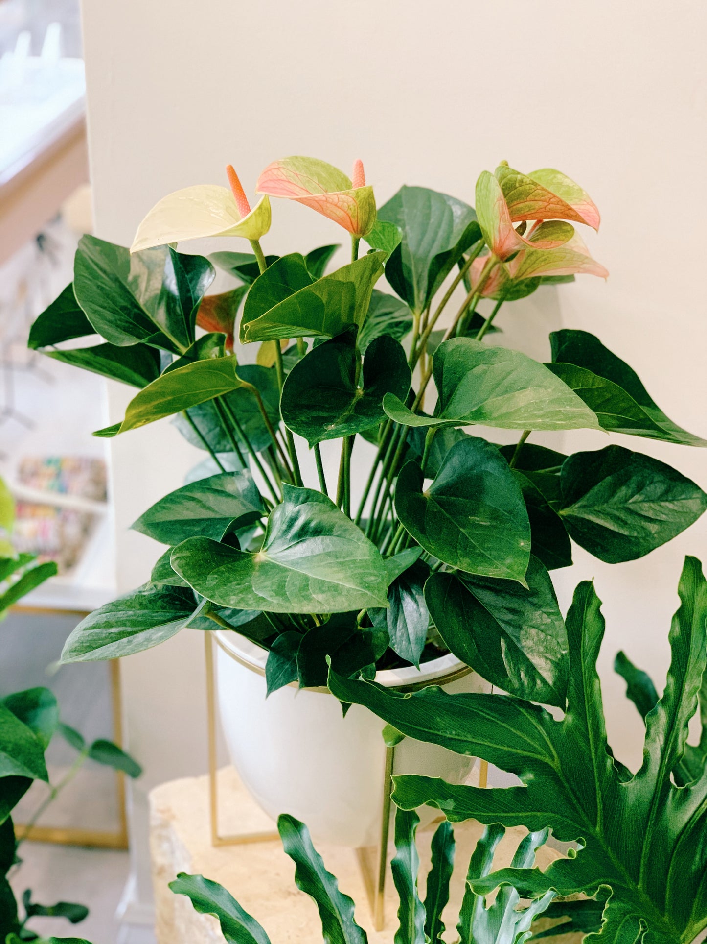 Anthurium