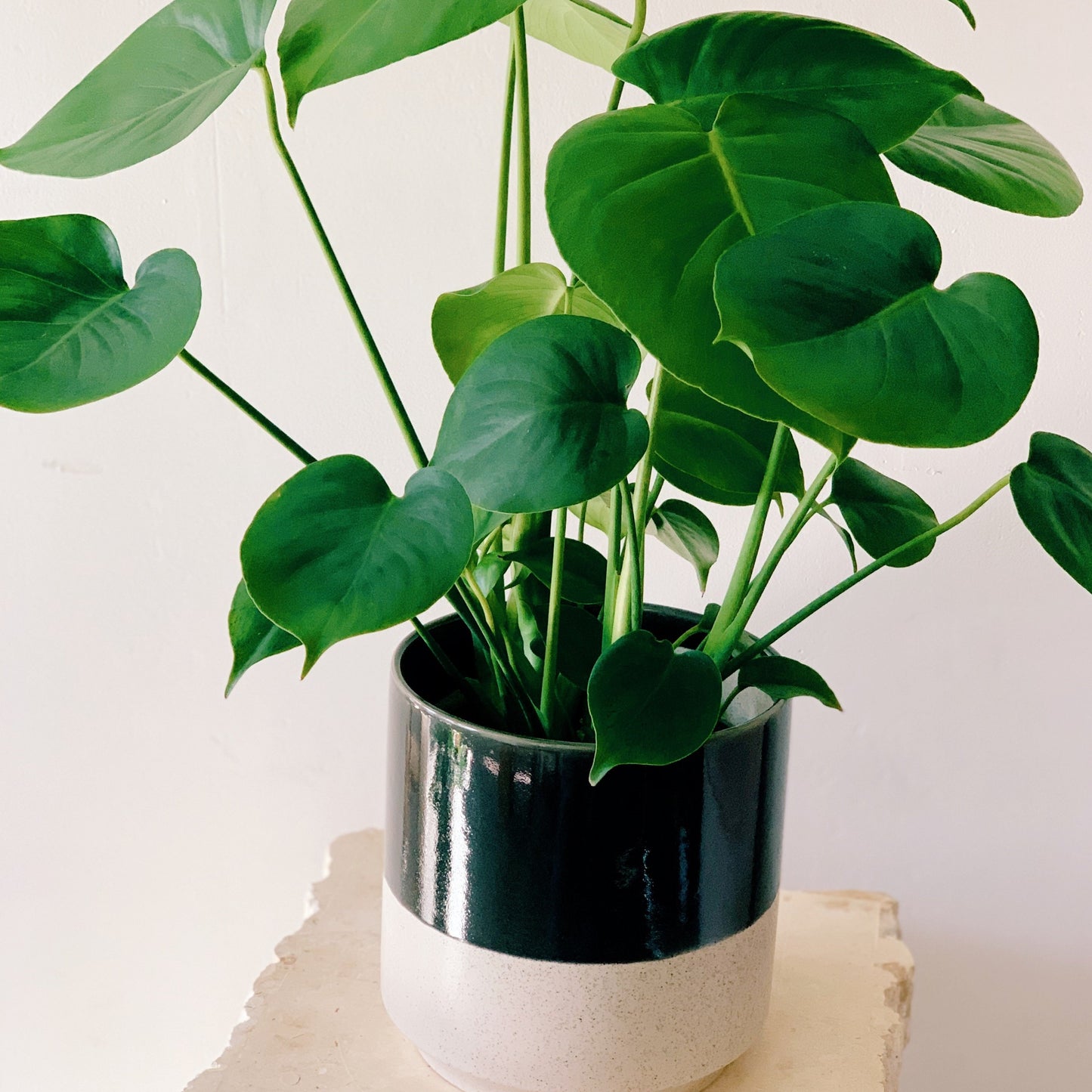 Color Block Pot