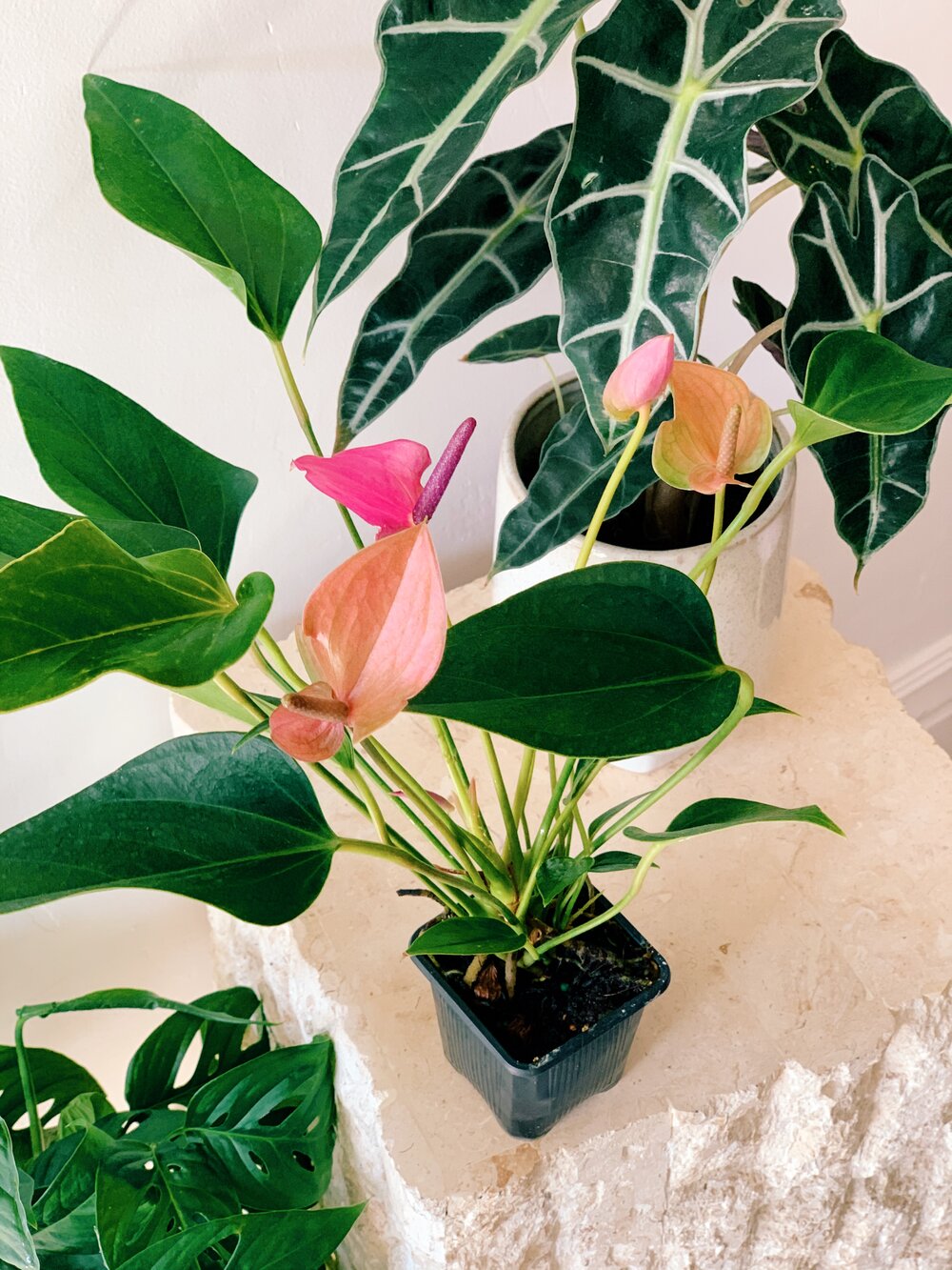 Anthurium