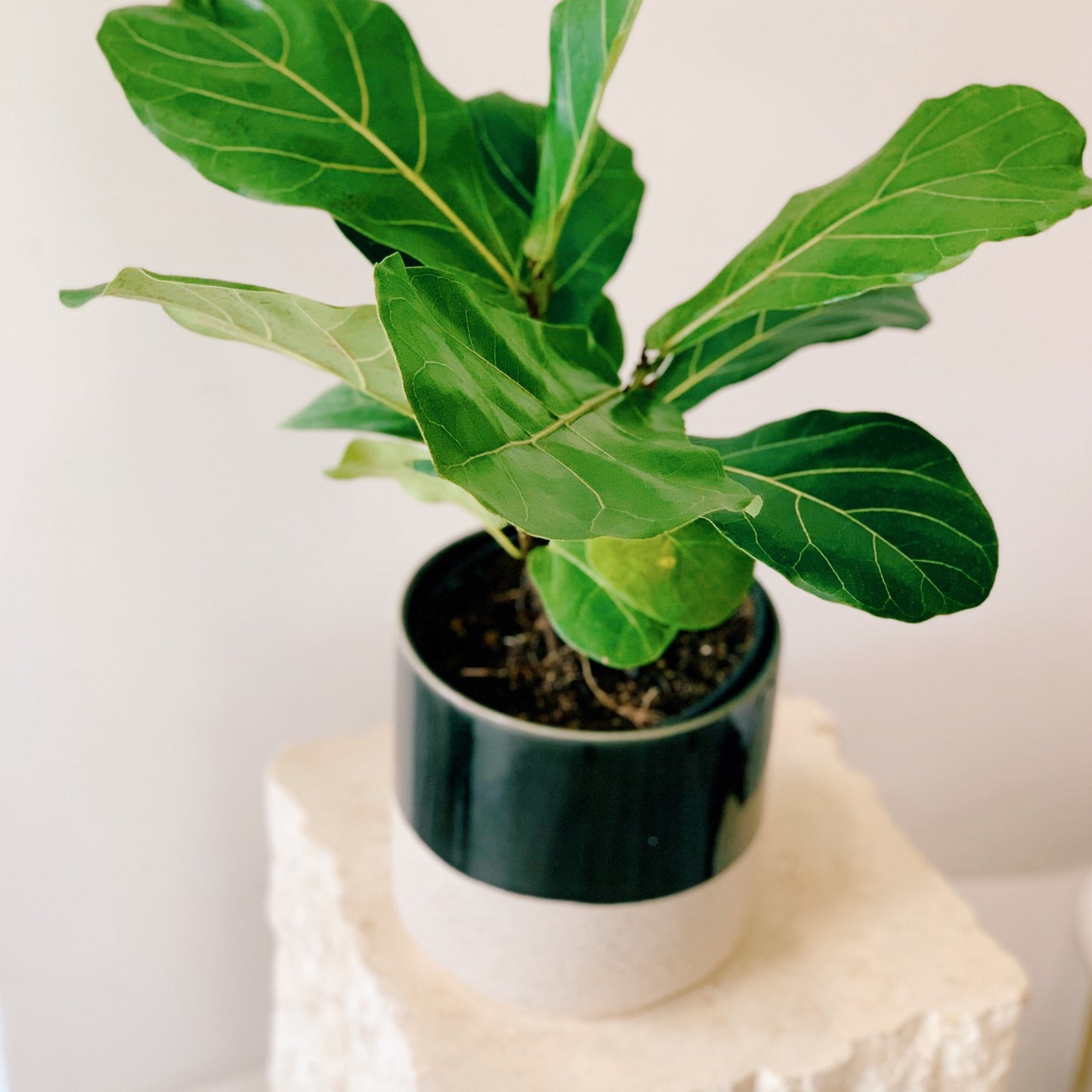 Color Block Pot