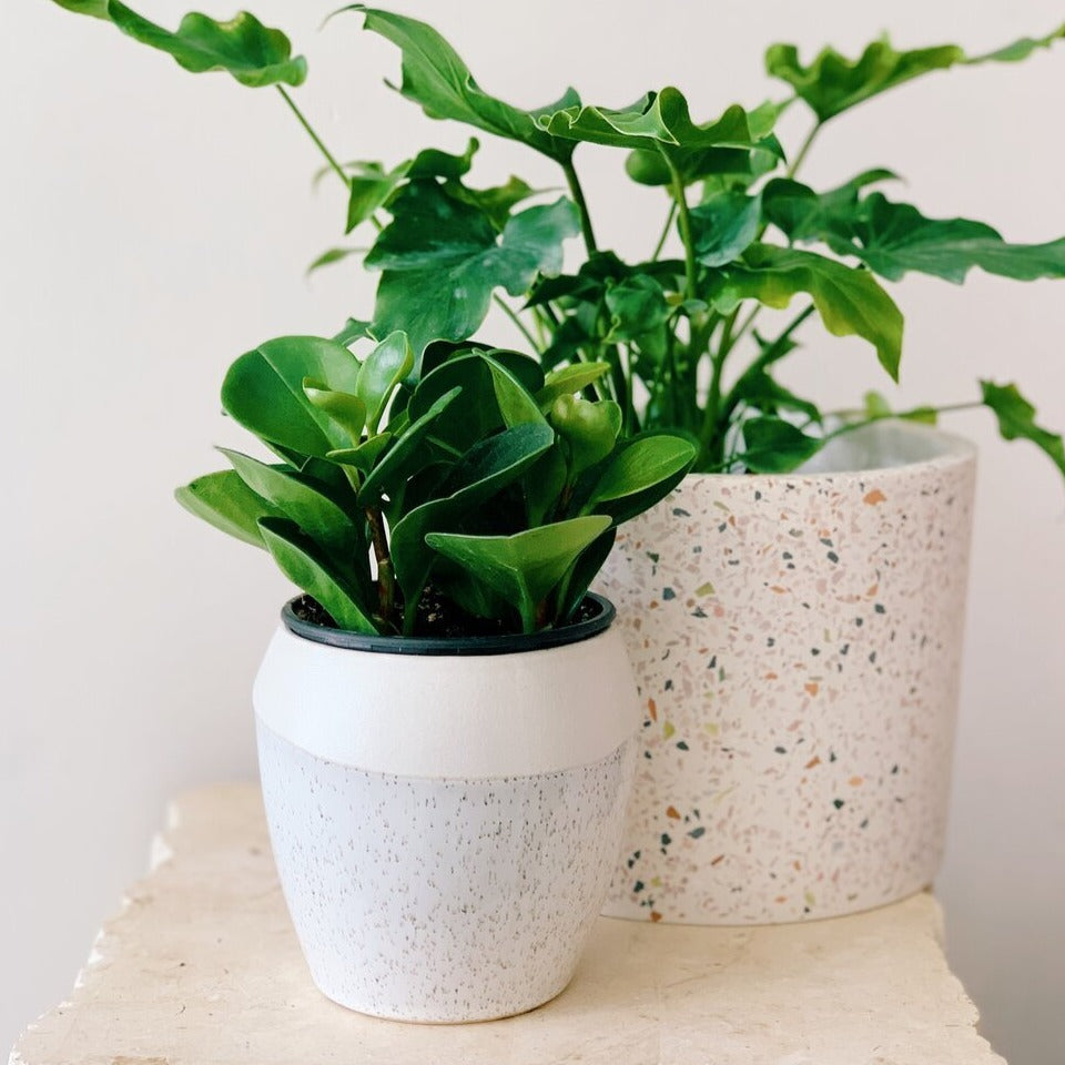 Philodendron Mini Hope