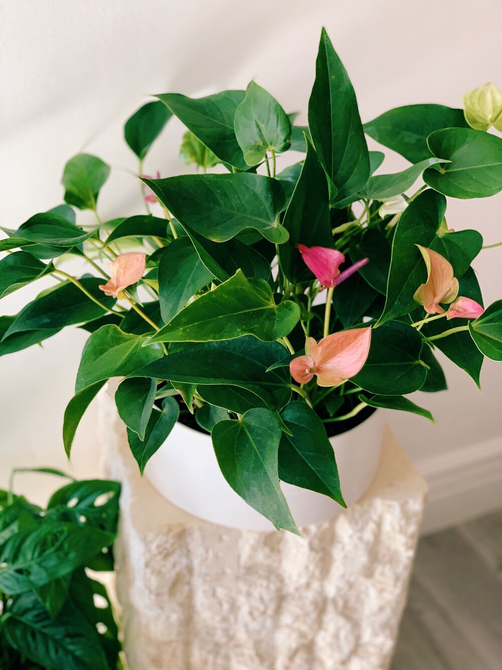 Anthurium