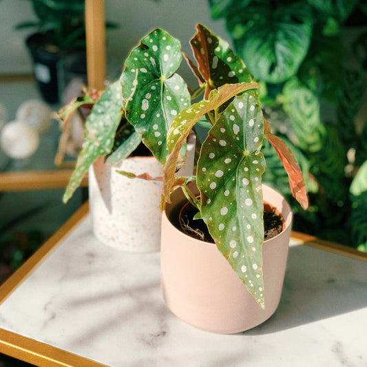 Begonia Maculata