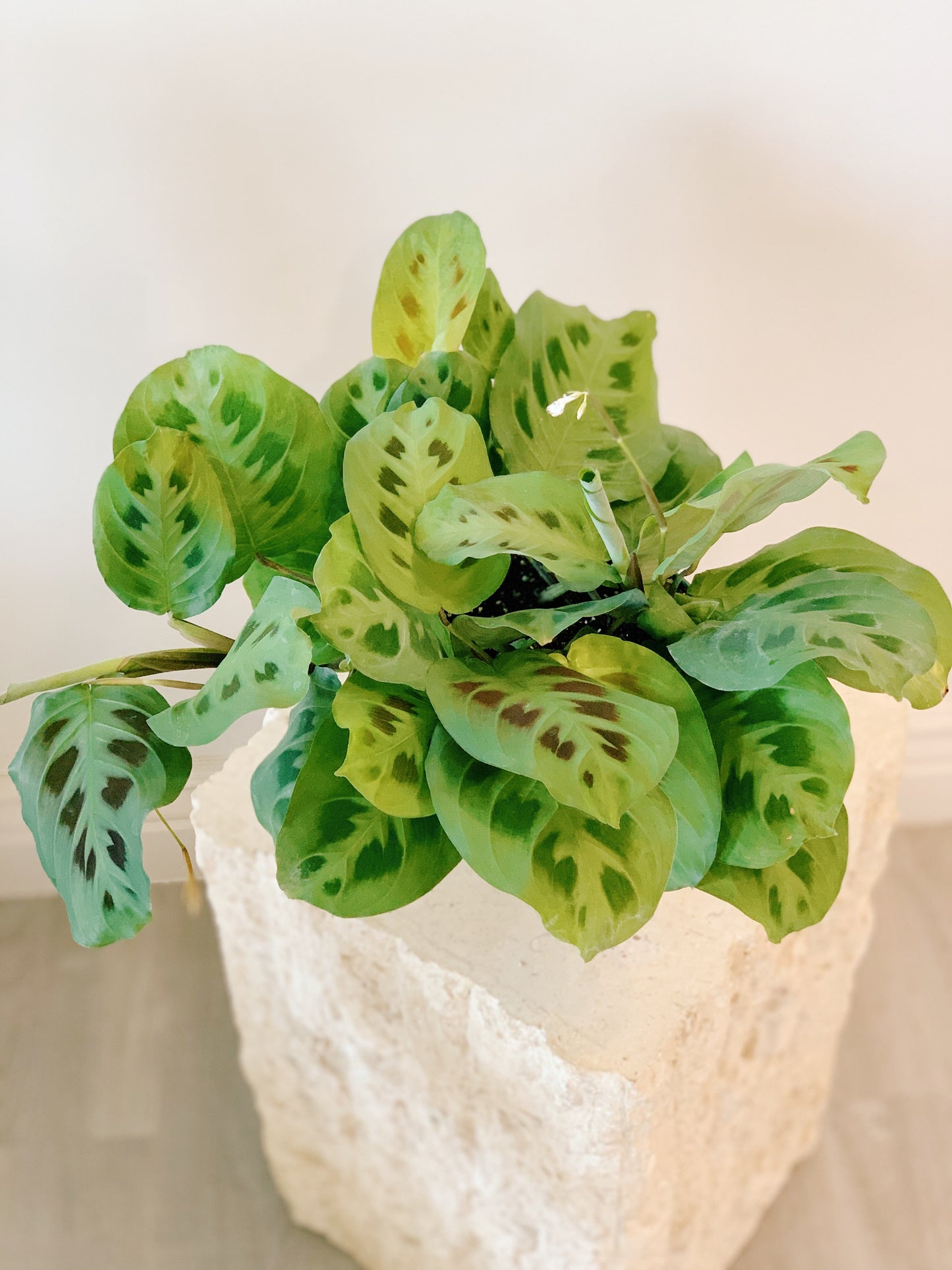 Maranta Green
