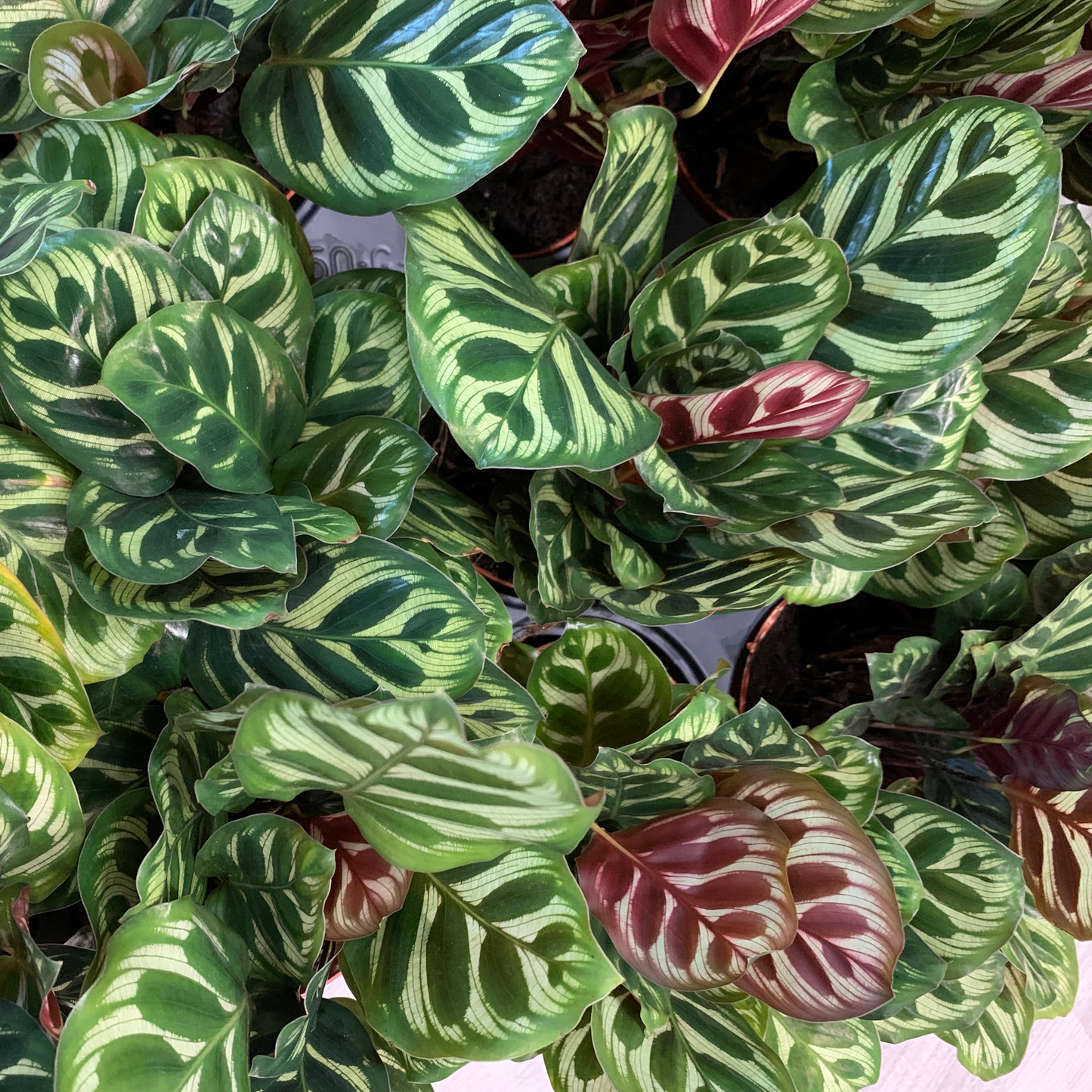 Calathea Makoyana Peacock