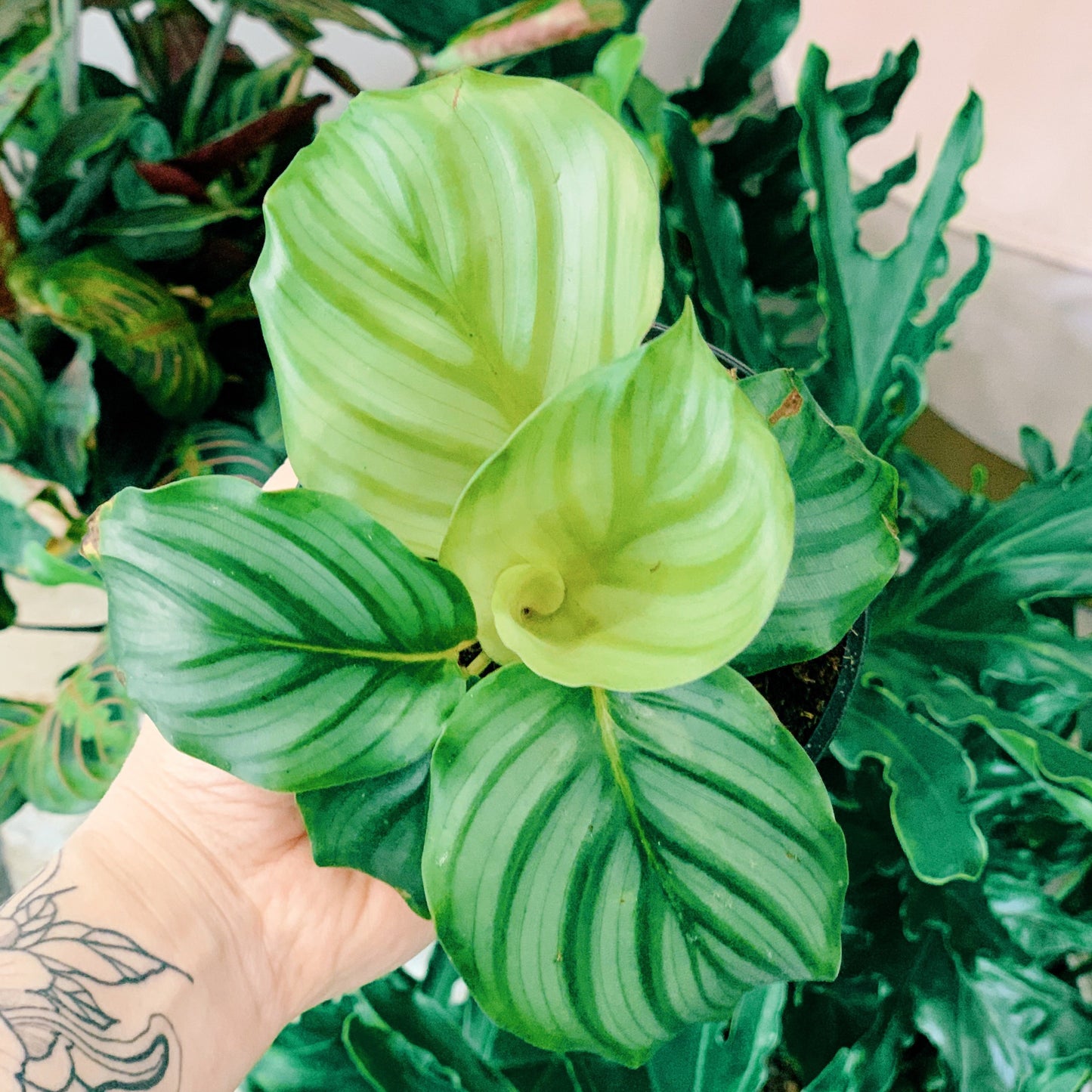Calathea Orbifolia