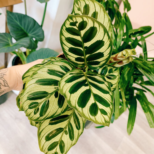 Calathea Makoyana Peacock