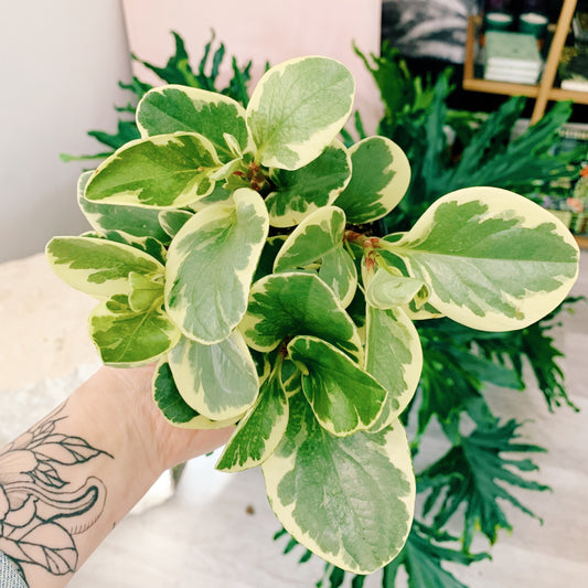 Peperomia Obtusfolia