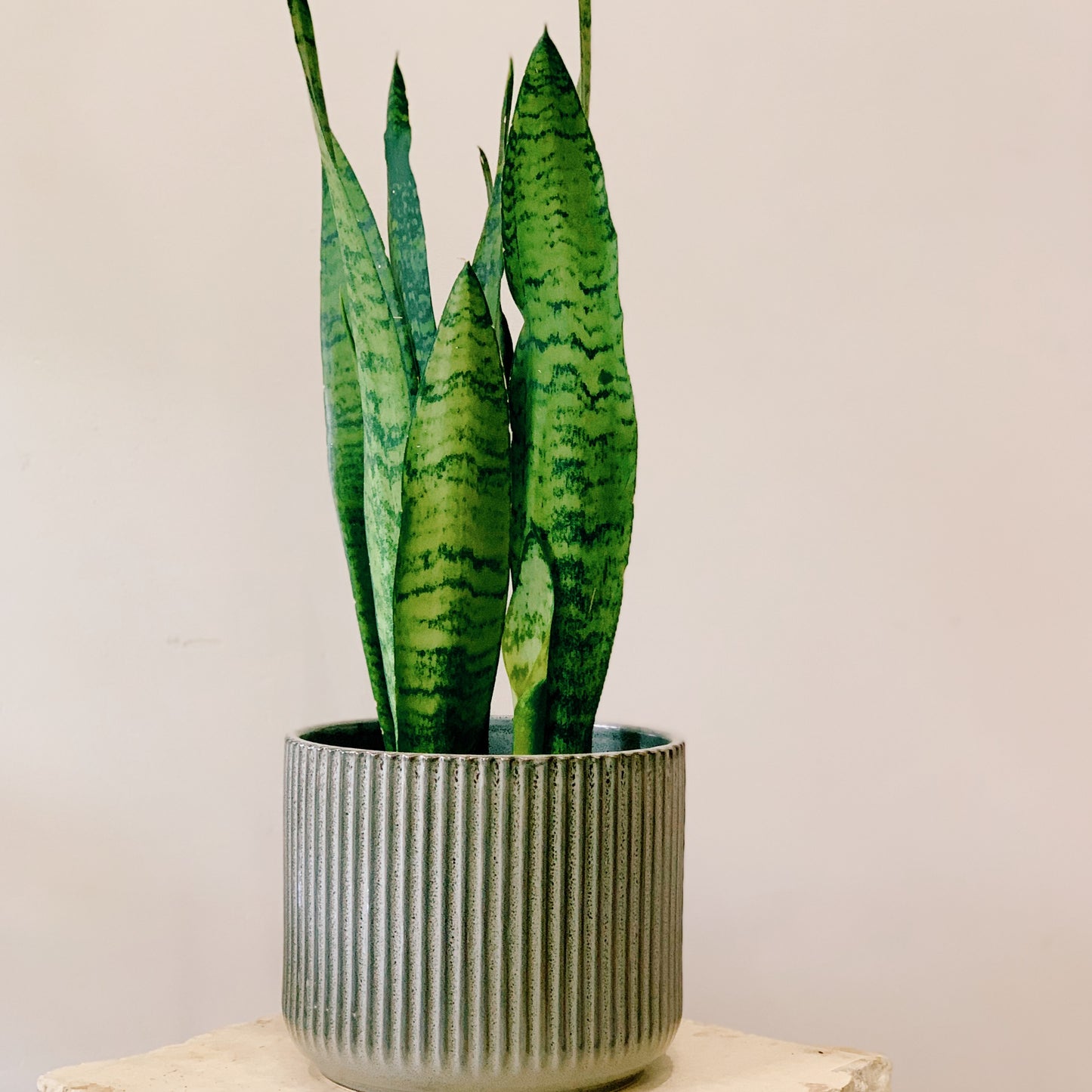 Sanseviera Zeylanica