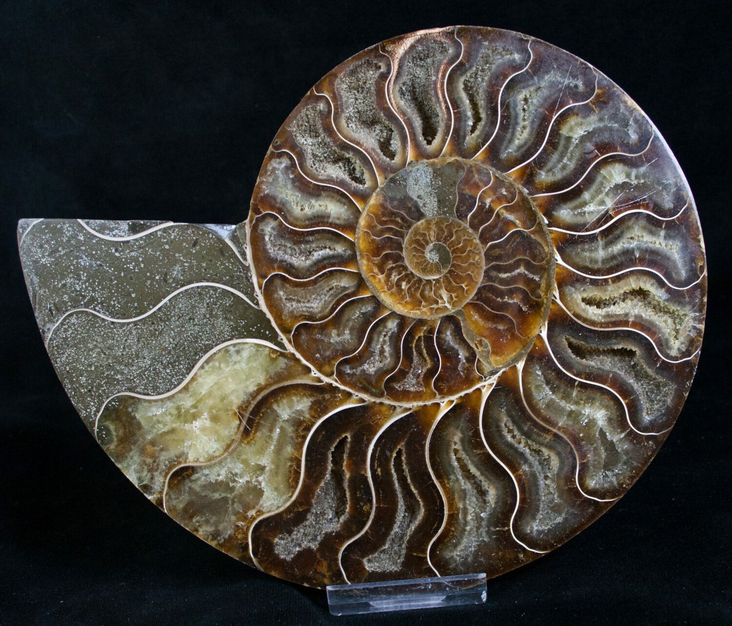 Ammonite Halves