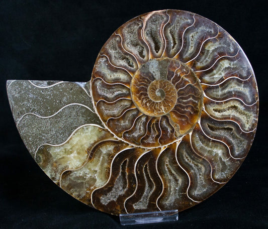 Ammonite Halves