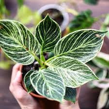 Philodendron Birkins